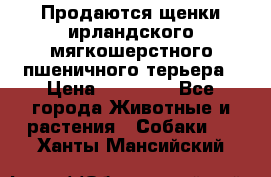 Продаются щенки ирландского мягкошерстного пшеничного терьера › Цена ­ 30 000 - Все города Животные и растения » Собаки   . Ханты-Мансийский